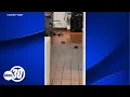 Dinuba McDonald s remains closed after rats found roaming inside