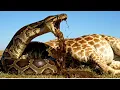Download Lagu PYTHON'S PREY THE SAVANNA RESCUE