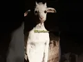 Lagu The reason the GOAT is a symbol of evil