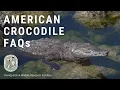 American Crocodile FAQs