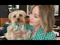 Hollywood Hotspot Hosts Bark and Brunch California Live NBCLA