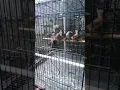Download Lagu Tepus tunggir merah si burung langka yg mempunyai suara mantap,cocok buat Masteran...
