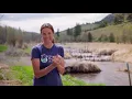 Reviving lost wetlands with beaver dam analogs
