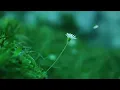 Daisy Dreams: Relaxing Chill Music for Tranquil Vibes