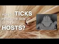 Lagu How do Ticks Pierce a Host's Skin?