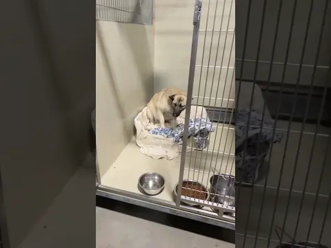 I Couldn’t Leave Her There 💔