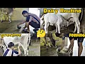 Download Lagu Dairy Farming Daily Routine 2025 🐄 | ज्यादा दूध के लिए अचूक Feeding और Milking Secrets #cow #dairy