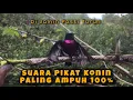 Download Lagu Suara Pikat Burung Konin Paling Ampuh Anti Zonk