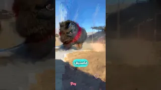 گرون ترین خطرناک ترین سگ دنیا 