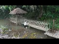 Download Lagu Building a Strong Bamboo Bridge Connecting a Bamboo House and Cabin - Living Alone in the Forest