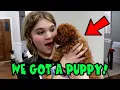 We Got A PUPPY Meet Olive The Cavapoo
