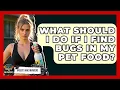 Download Lagu What Should I Do If I Find Bugs In My Pet Food? - Insects and Invaders