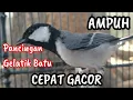 Download Lagu AMPUH! PANCINGAN CEPAT GACOR GELATIK BATU