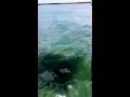 Roughtail stingray in Nantucket Sound off Martha s Vineyard