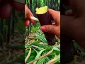 Download Lagu Panen tebu di ladang dengan hasil yang sangat memuaskan #shorts