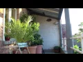 Download Lagu Gierzwaluwen Martinets Swifts Apus apus in terracotta potten onder dak van het terras