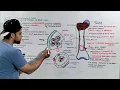Bone tissue Structure Composition and Functions Bone anatomy and Physiology