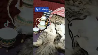 حبيت يابوى العرباوى دندنها