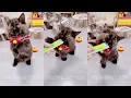 Download Lagu Teaching My Cat to Ring a Bell for Treats EP259