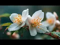 Download Lagu Великолепные мелодии для души 😢 | Музыка лечит сердце и восстанавливает здоровье
