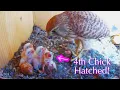 Download Lagu #11🦃🐥1°🐥1°🐥1°🎉🐣🥚Avila🇪🇸KestrelーNew BoxーNest2025／ Powerd by DIRECTO NATURA