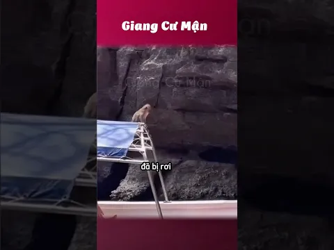 Dễ thương 🐒 #giangcuman