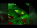 Actual Footage of Cell Division Kidney Cells