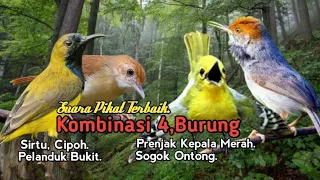 Download Suara Pikat Burung Sirtu/Cipoh. Pelanduk Bukit. Sogok Ontong. Prenjak Kepala Merah.. MP3