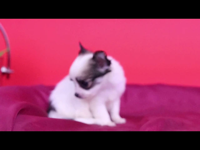 動画