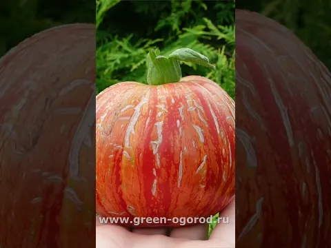 🍅 томат BORSA DI MONTONE /Баранья сумка/ #зеленыйогород #tomato #томаты