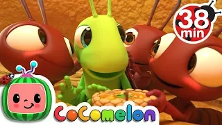 The Ant And The Grasshopper More Nursery Rhymes Kids Songs CoComelon 