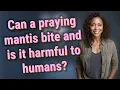 Can a praying mantis bite and is it harmful to humans
