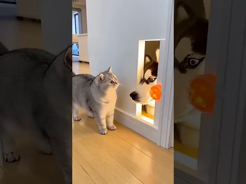 The Cat Pressed the Sensor… But a HUSKY Head Jumped Out! 😳🐱🐶💥