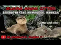 Download Lagu ‼️Suara Otter, Berang-Berang || Suara pikat Otter || Anak Otter Memanggil Indukan/teman