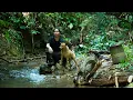 Lagu Going into the forest to gather natural food, wild fruits, fishing, hunting at night - Solo survival