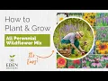 Tips for Growing All Perennial Wildflower Mix