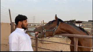 تحدي مسك حصان مهجور ويهجم على صاحبه ويرفض احد يمسك رشمته دندنها