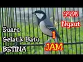 Download Lagu Suara burung gelatik batu betina memanggil jantan