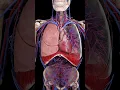 Download Lagu The Beating Heart \u0026 Breathing Lungs: A Perfect Rhythm 💨 #medicalanimation