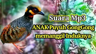suara anak puyuh gonggong mp3 memanggil induknya
