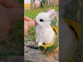 Download Lagu beautiful baby rabbit ever🐰🤗 - #rabbit #rabbits #babyrabbit #shorts #short #cuterabbit #beautiful