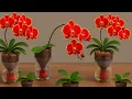 Download Lagu Hoe u uw orchideeën het hele jaar door kunt laten bloeien met deze simpele truc (het werkt altijd!)