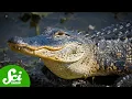 Download Lagu How Crocodilians Just Keep on Surviving