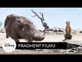 Download Lagu Król Lew - Będzie się wabił Fafik! (fragment filmu)