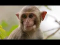 ANNAPURNA | The Most Extreme Wildlife Hidden in the Peaks of the Himalayas - Wildlife Documentary