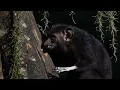 The Mysterious Aye-Aye Madagascar s Night Hunter