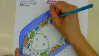 Cell Coloring pages - How to