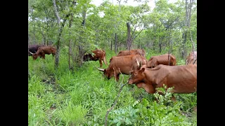 LIMBU LUCHAGULA Ft Makigo Nganziku NELEMI 2025 