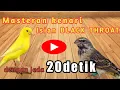 Download Lagu Masteran kenari paud isian BLACK THROAT (dengan jeda 20 detik)