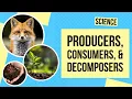 Producers Consumers and Decomposers Science Lesson